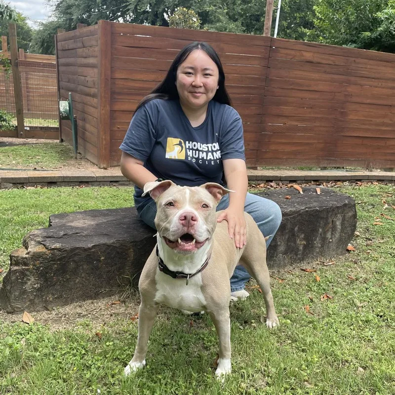 A senior large-sized female Yellow / Tan / Blond / Fawn Pit Bull Terrier dog named Nala for adoption in Beaumont, TX