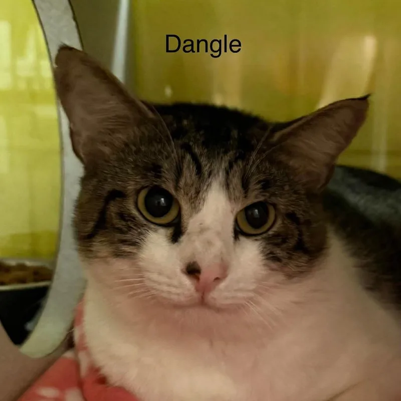 Dangle