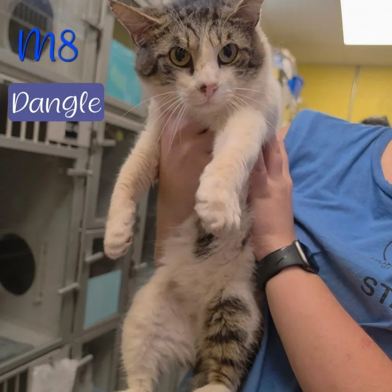 Dangle thumbnail 2