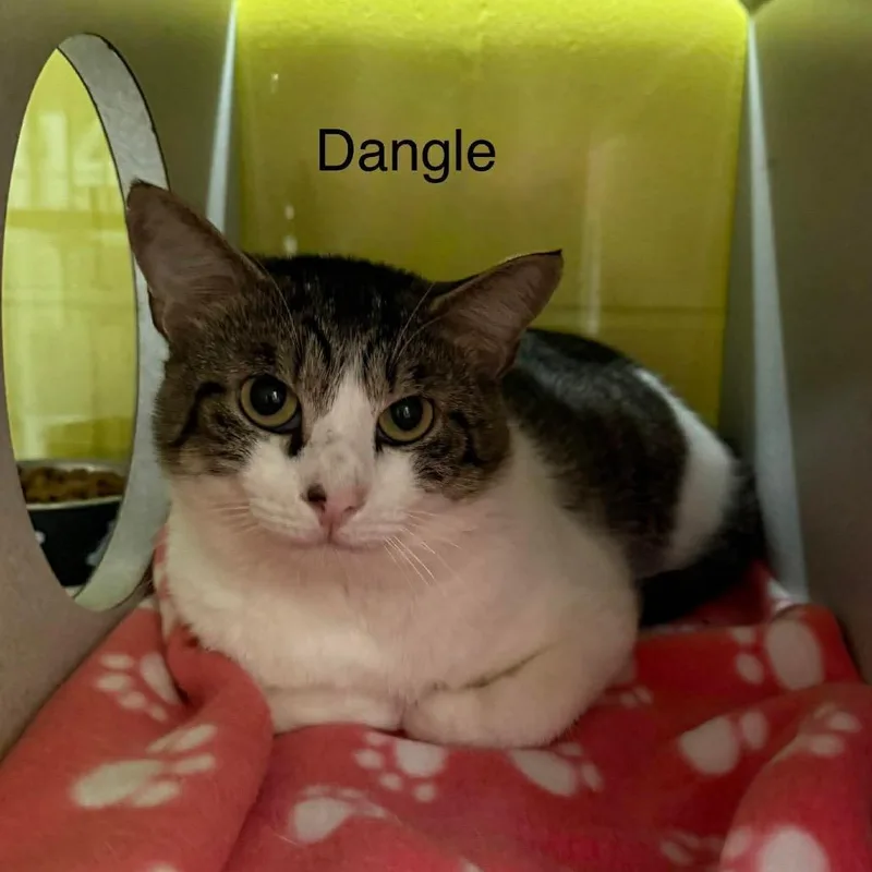 Dangle thumbnail 3