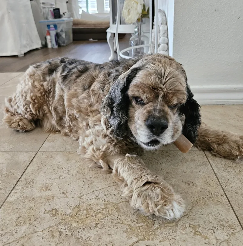 A young medium-sized male Tricolor (Brown, Black, & White) Cocker Spaniel dog named King for adoption in Plano, TX
