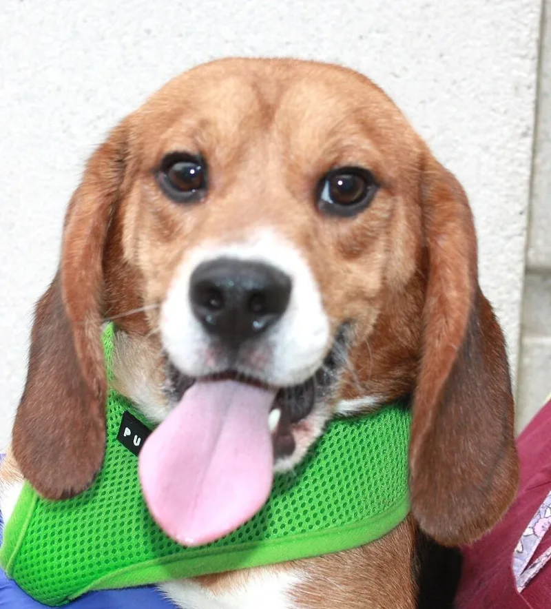 A young medium-sized male White / Cream Beagle dog named Beryl for adoption in Coldwater, MI