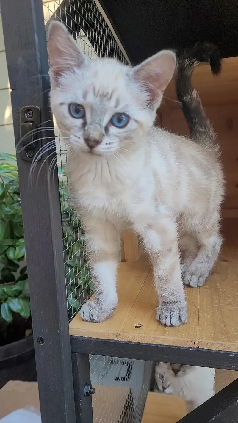 A baby small-sized male Buff / Tan / Fawn Siamese cat named Blueeyed Beauties X for adoption in Escalon, CA