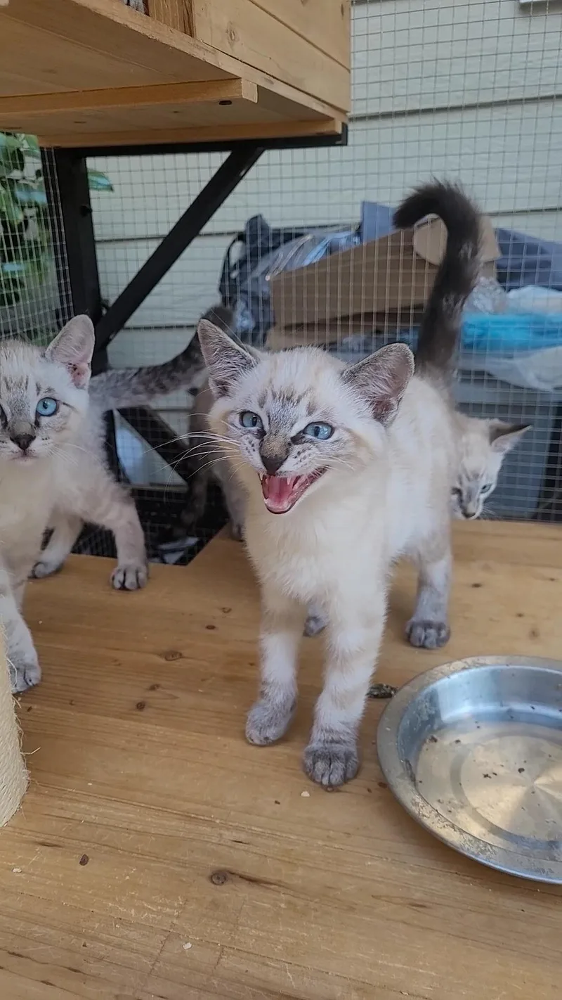 Blueeyed Beauties X thumbnail 2