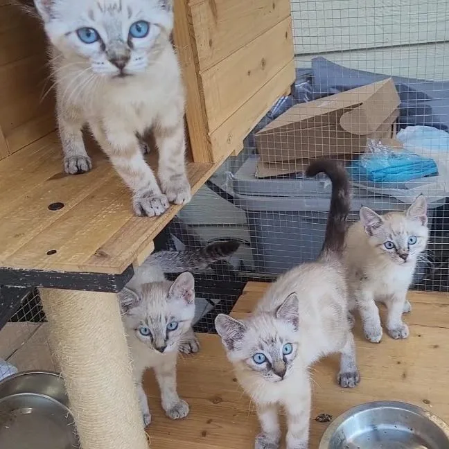 Blueeyed Beauties X thumbnail 3