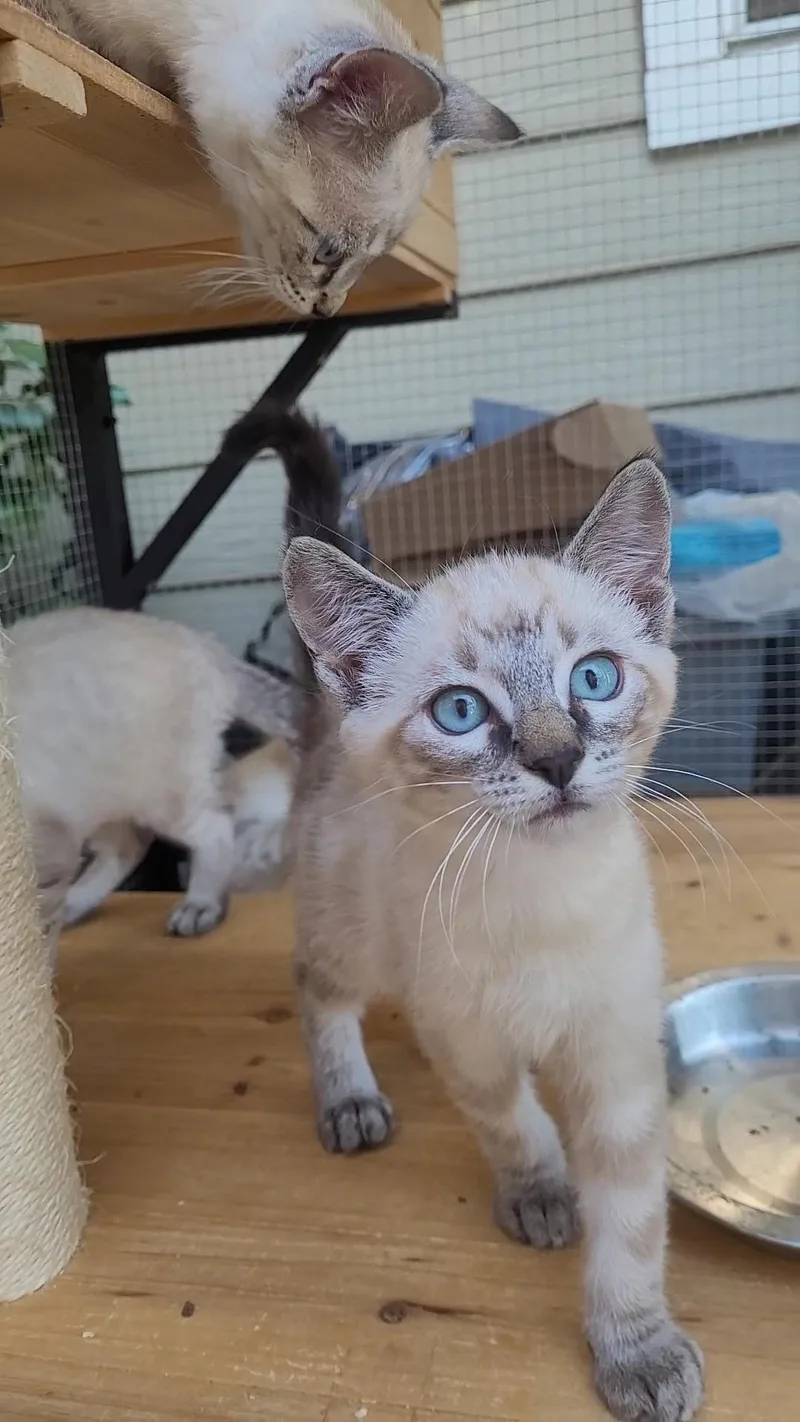 Blueeyed Beauties X thumbnail 4