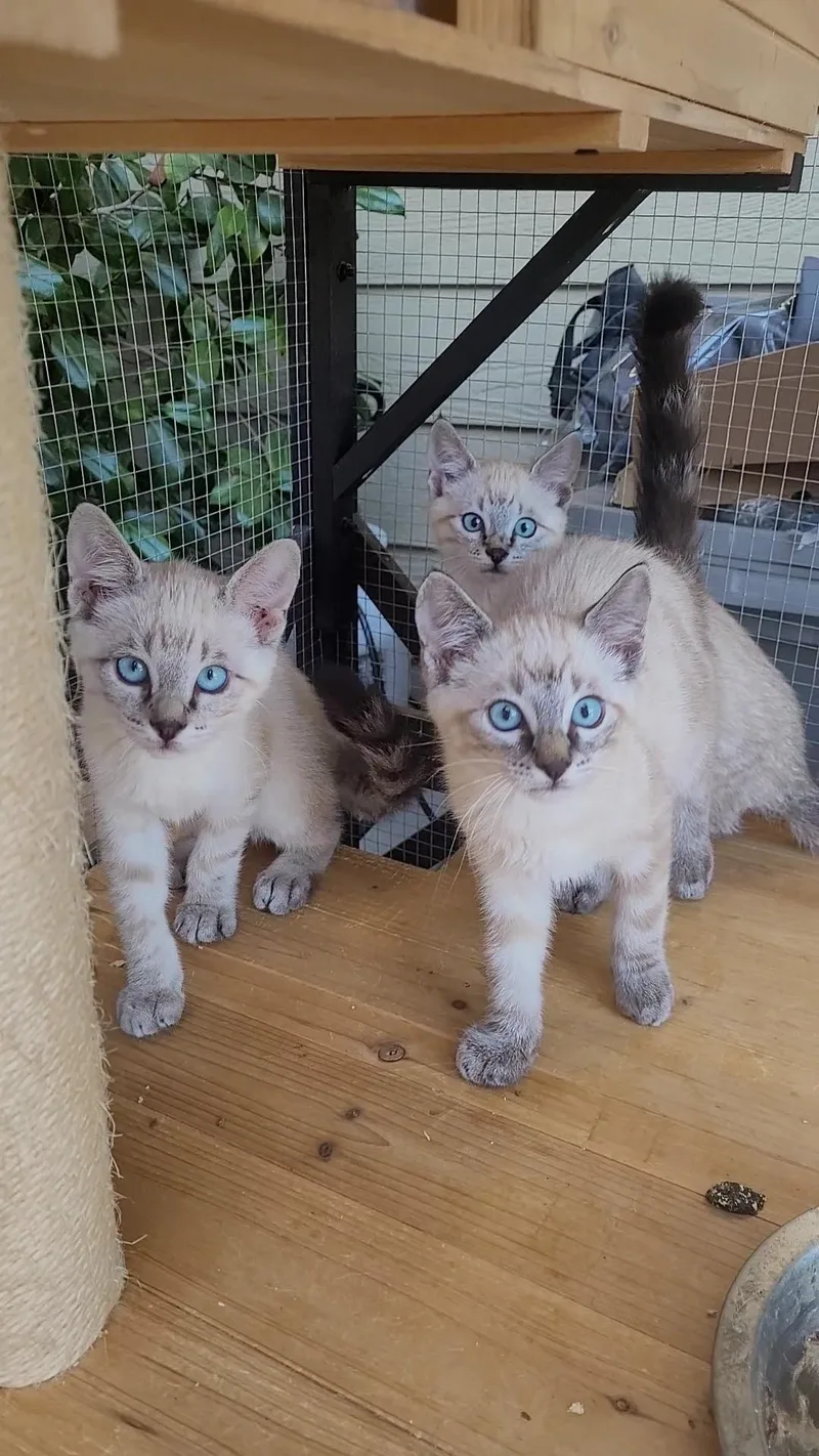 Blueeyed Beauties X thumbnail 5