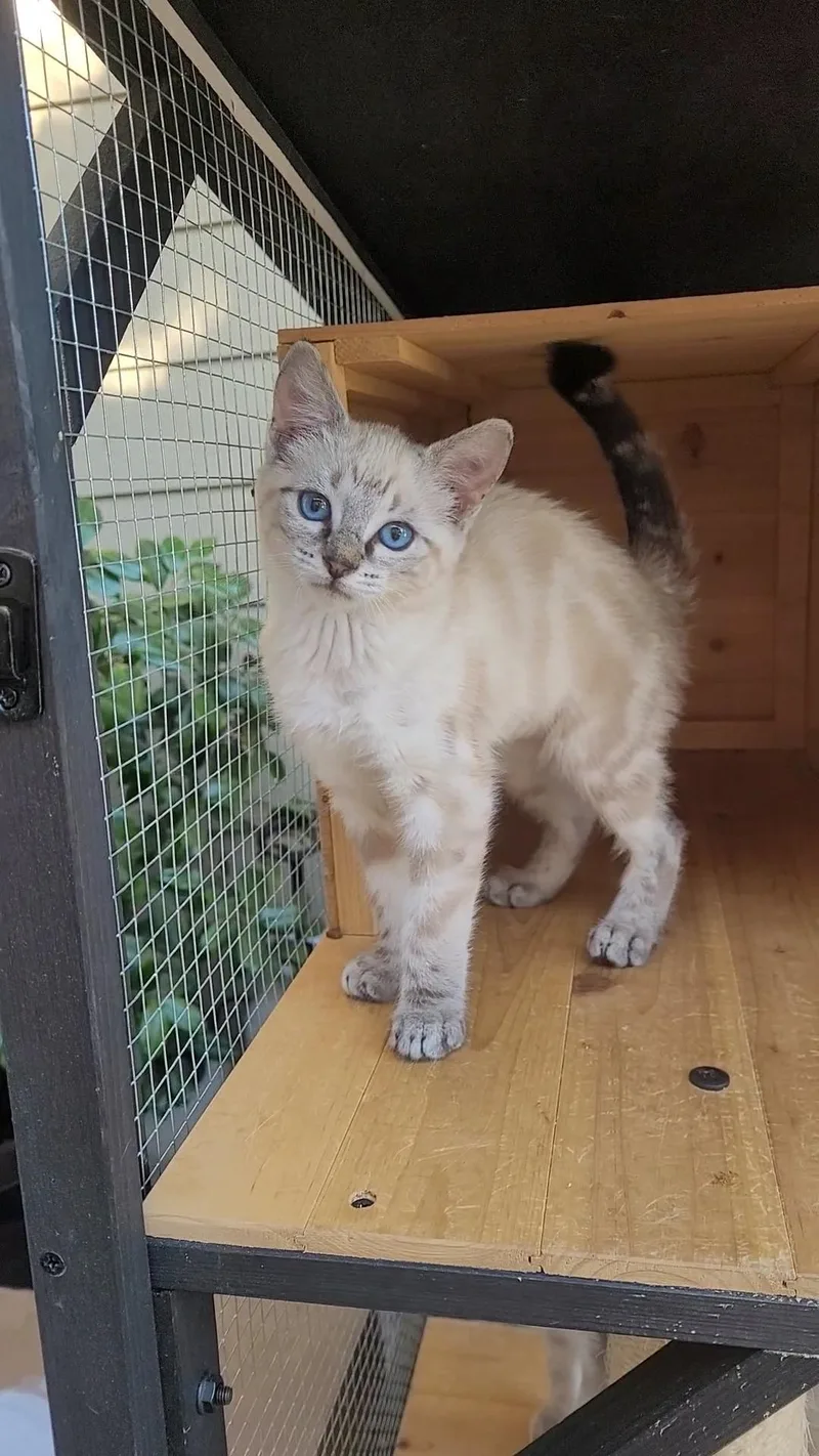 Blueeyed Beauties X thumbnail 6