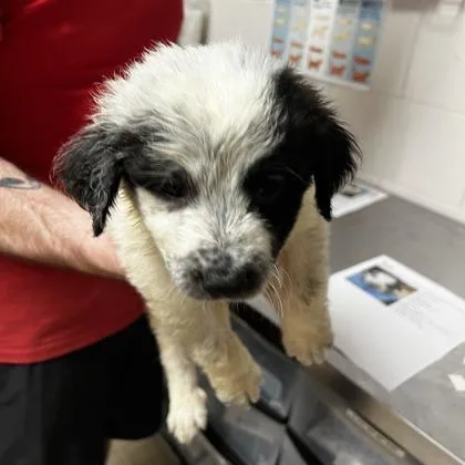 A baby large-sized male Australian Shepherd dog named Marty for adoption in Morton Grove, IL
