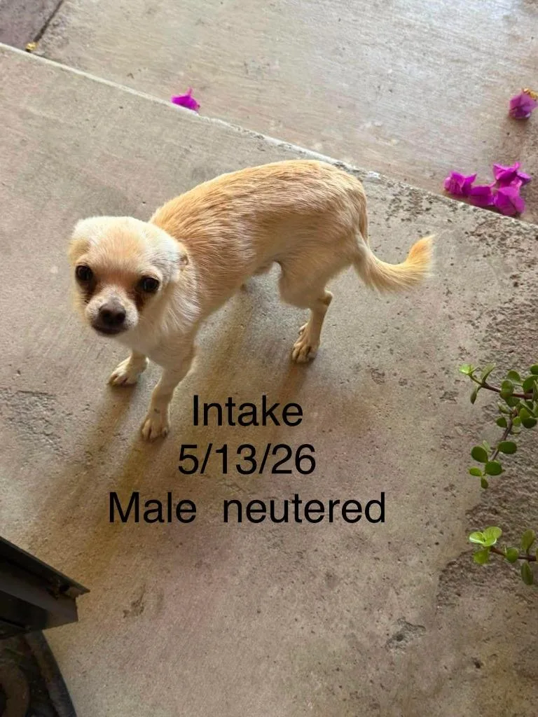 A young small-sized male Chihuahua dog named Yoshi for adoption in Newman, CA