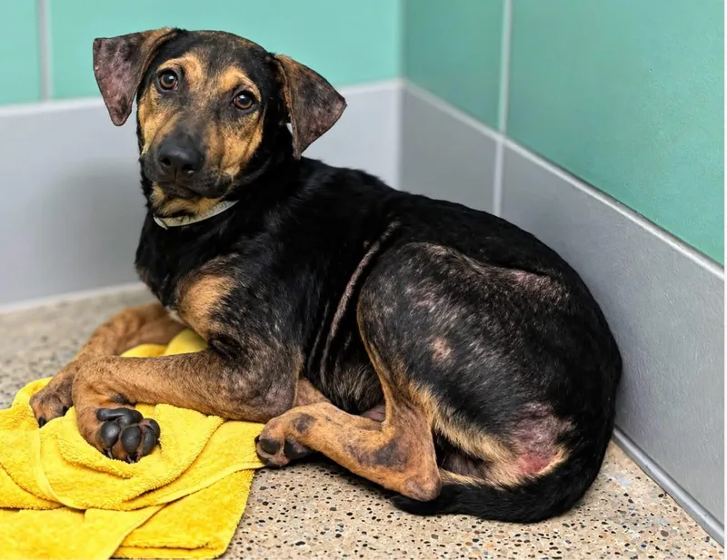 A young medium-sized male Bicolor Beagle dog named Oats for adoption in Houston, TX