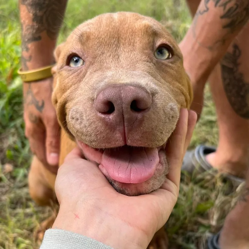A baby small-sized male Pit Bull Terrier dog named Knives for adoption in Lynchburg, VA