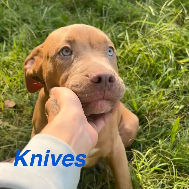 Knives thumbnail 2