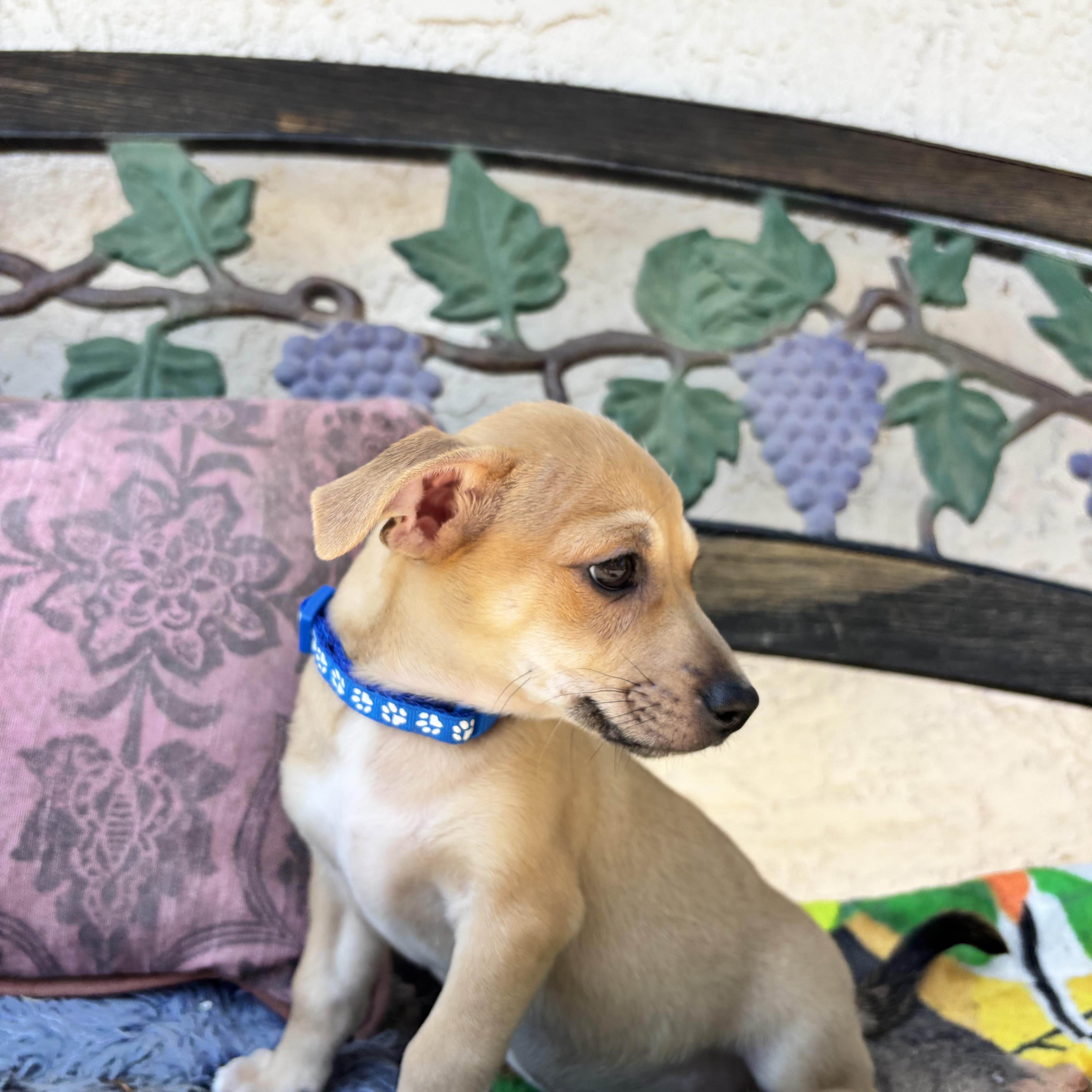 A baby small-sized male Red / Chestnut / Orange Terrier dog named Papi for adoption in Seal Beach, CA