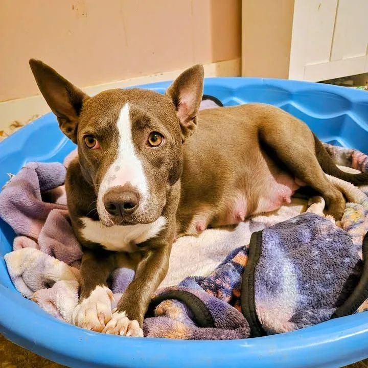 A young small-sized female Gray / Blue / Silver Australian Kelpie dog named Maggie for adoption in Rogersville, MO