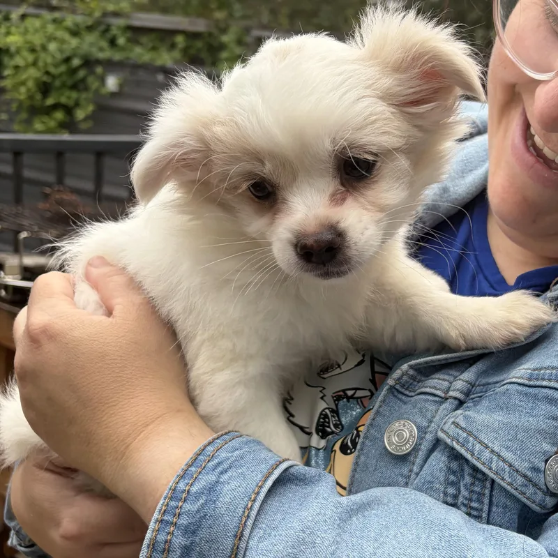 Meet Elaina — The thumbnail 2