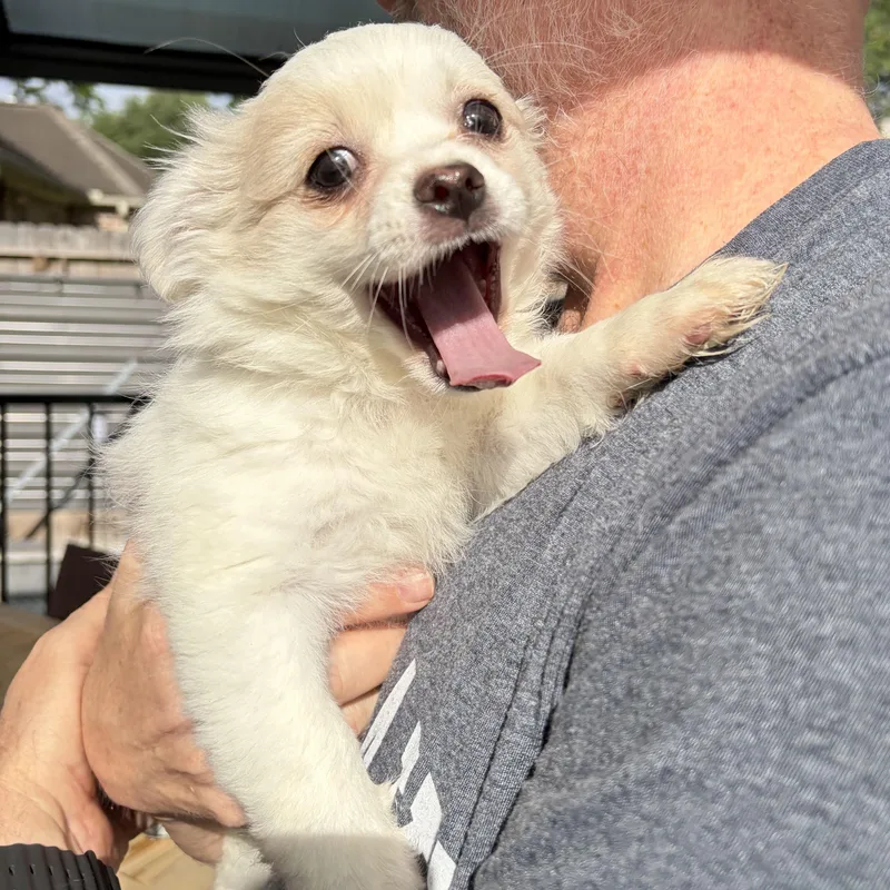 A baby small-sized female White / Cream Maltese dog named Meet Elaina — The for adoption in Houston, TX
