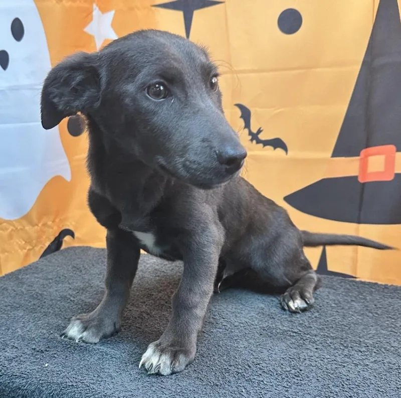 A baby medium-sized male Retriever dog named 61887079 for adoption in Elko, NV