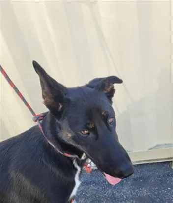 A young large-sized female German Shepherd Dog dog named Twinkle for adoption in San Pedro, CA