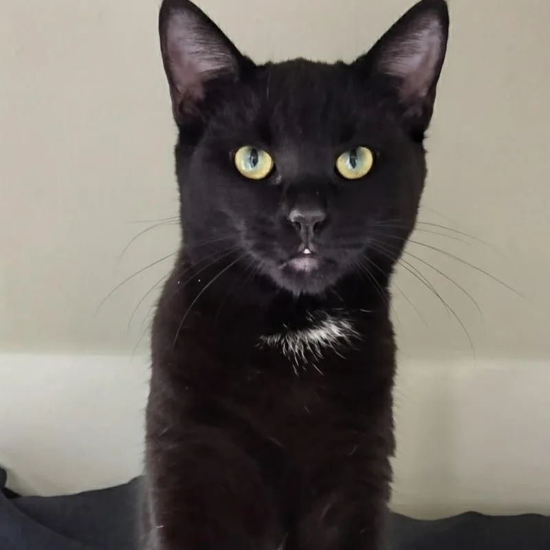 A young small-sized male Black Domestic Short Hair cat named Binx for adoption in West Jefferson, OH