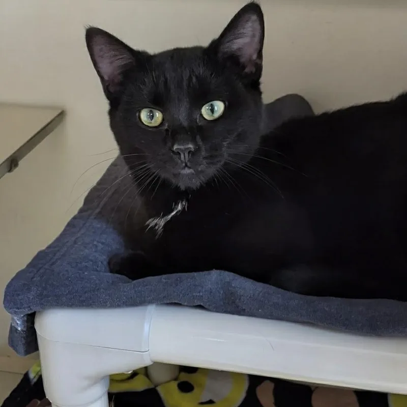 Binx thumbnail 2