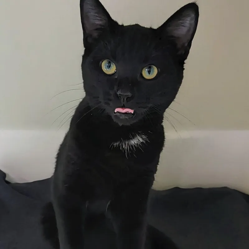 Binx thumbnail 3