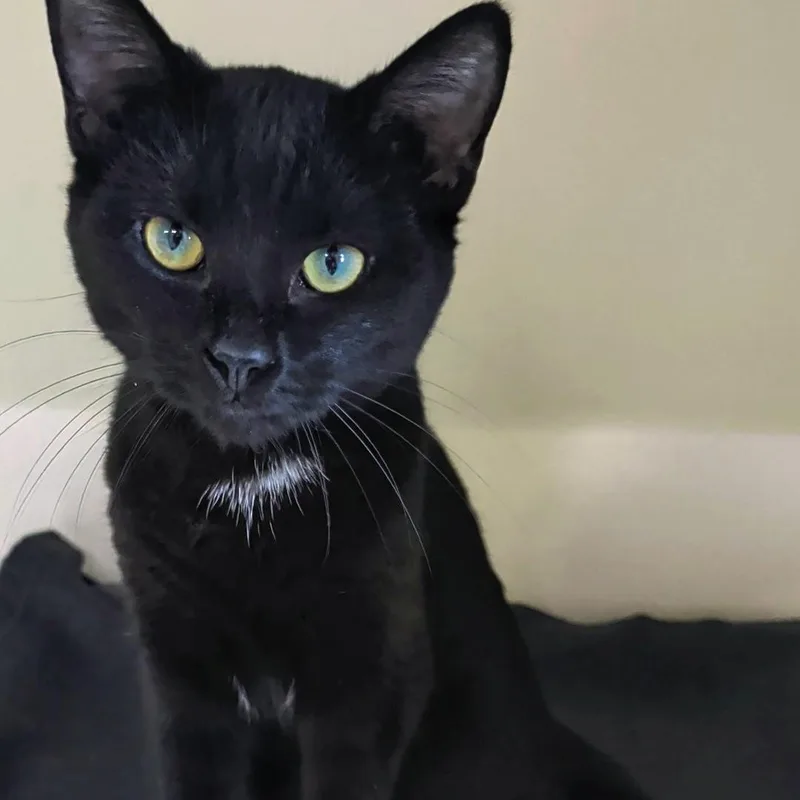 Binx thumbnail 4