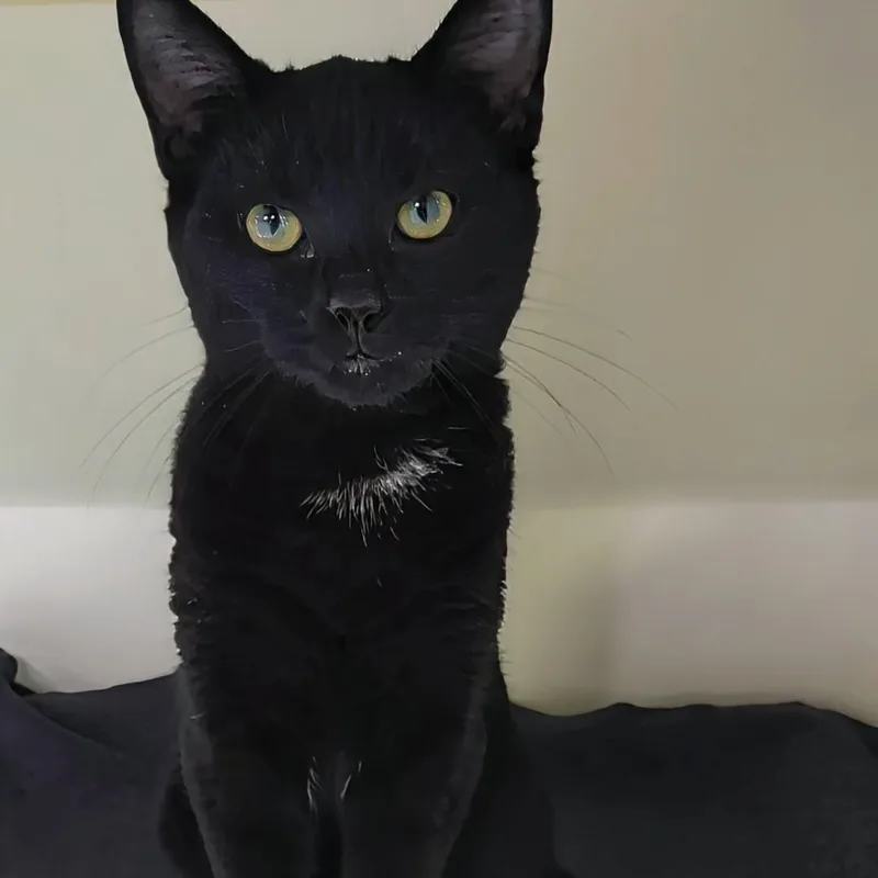 Binx thumbnail 5