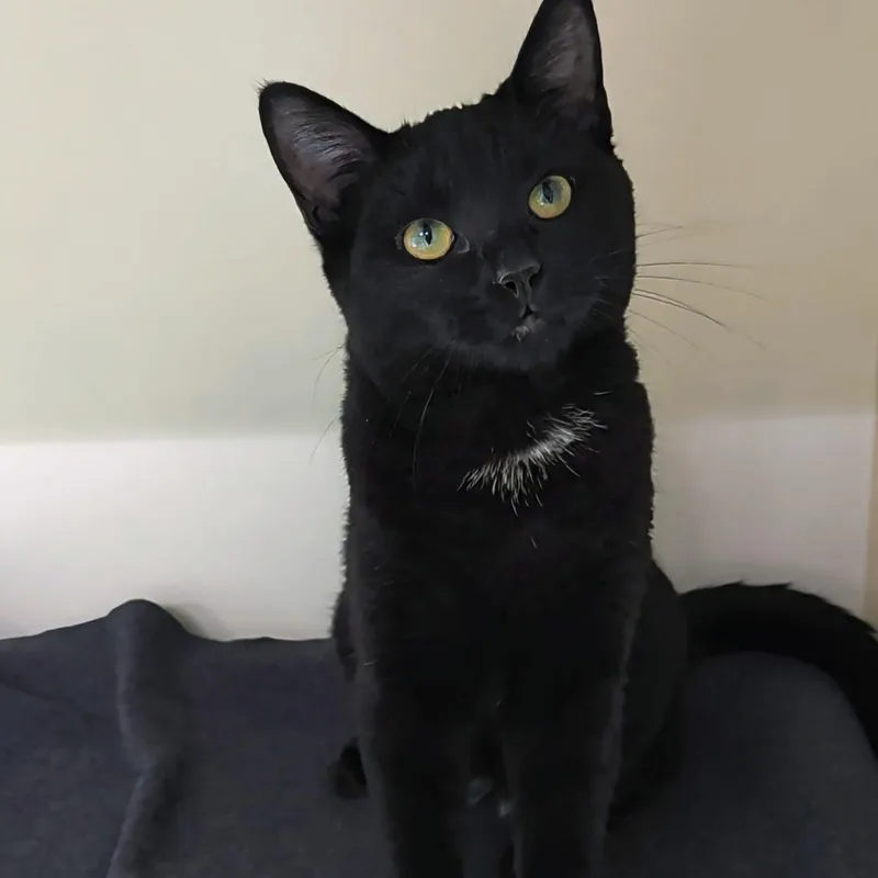 Binx thumbnail 6