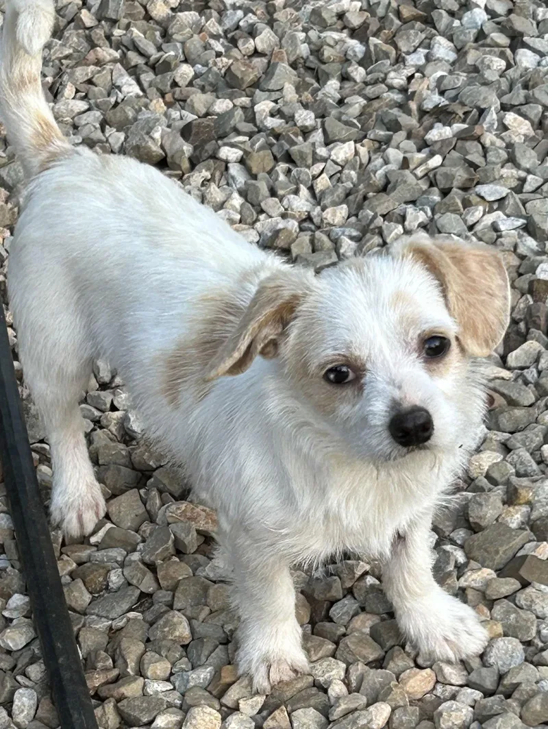 Chester Lonestar thumbnail 2