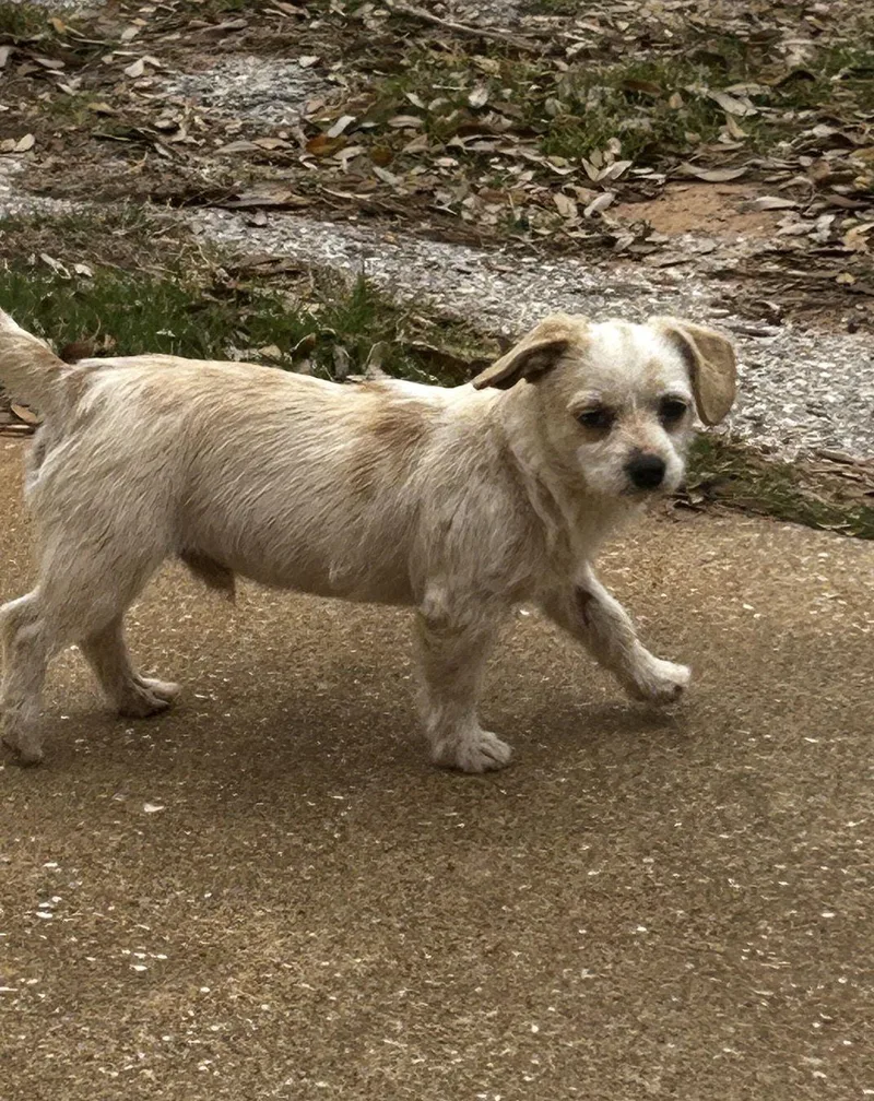 Chester Lonestar thumbnail 3