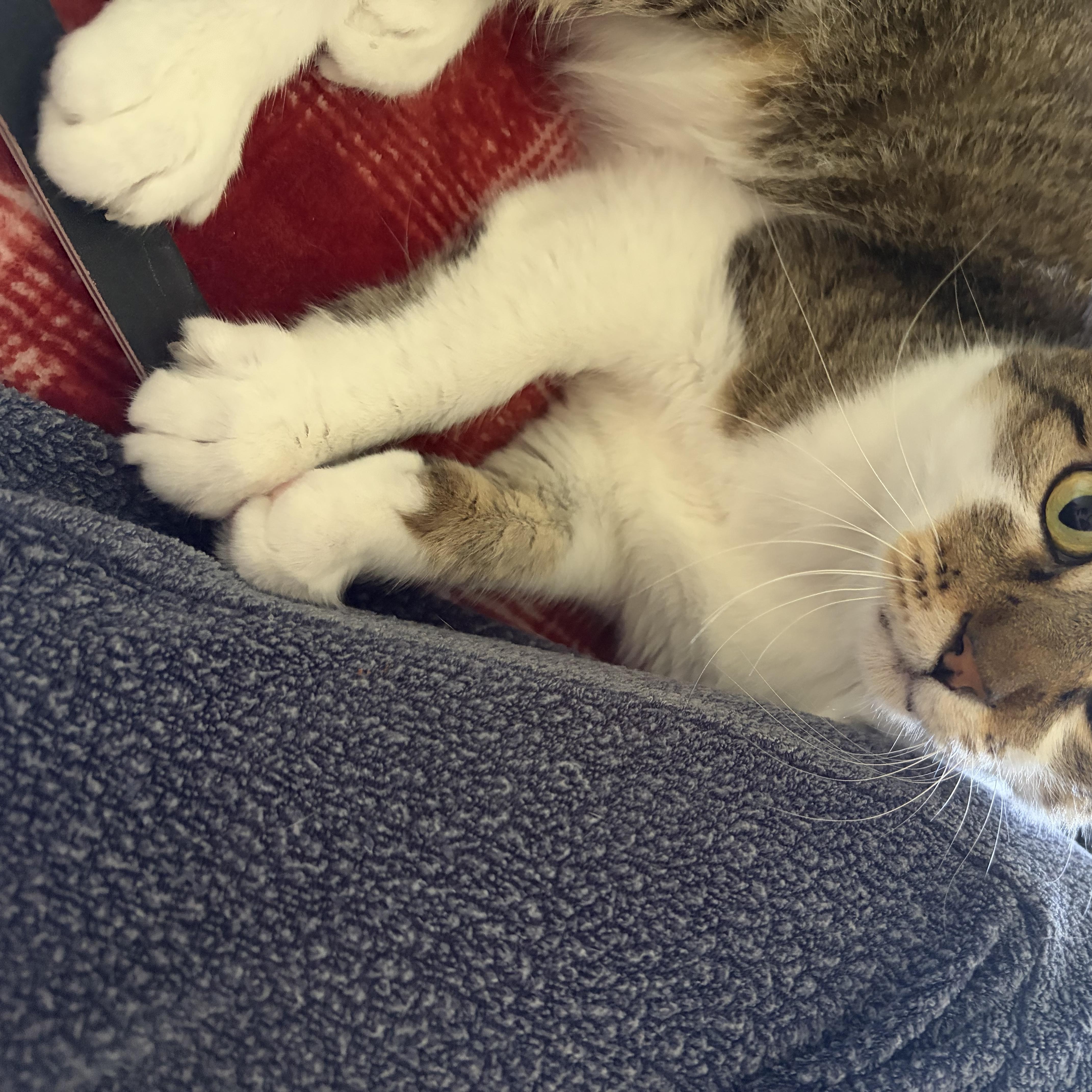 Kit Kat aka toothless thumbnail 3