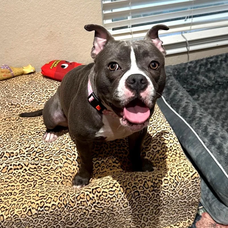 A young medium-sized female American Bully dog named Kasey for adoption in Corpus Christi, TX