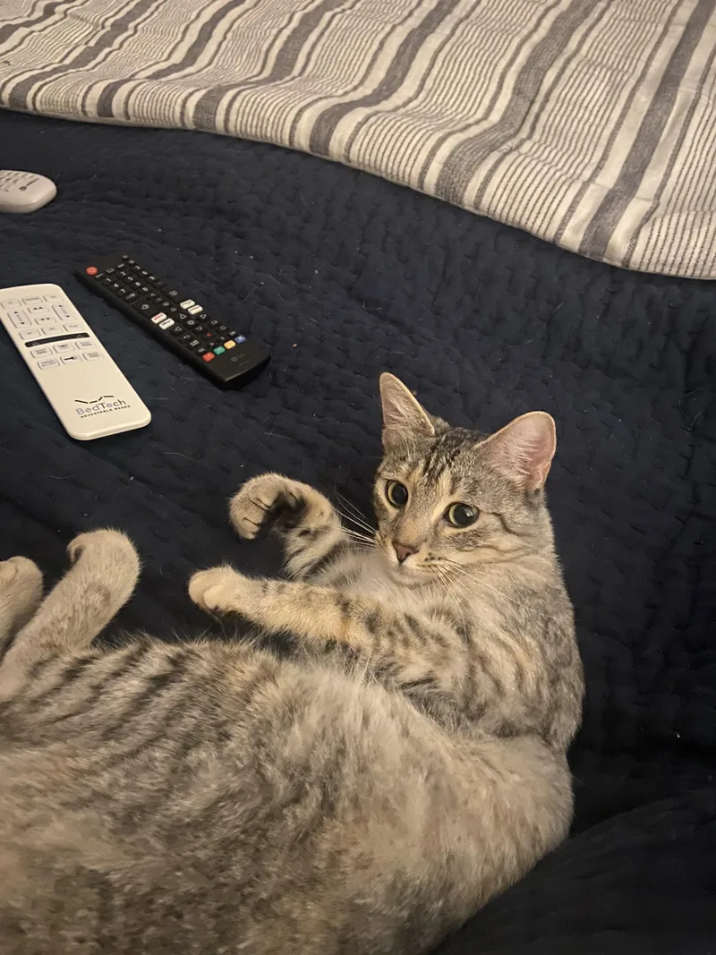 An adult medium-sized female Gray / Blue / Silver Tabby cat named Stormy for adoption in Dallas, TX