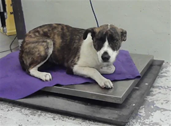 A young medium-sized female Staffordshire Bull Terrier dog named Starlet for adoption in Houston, TX