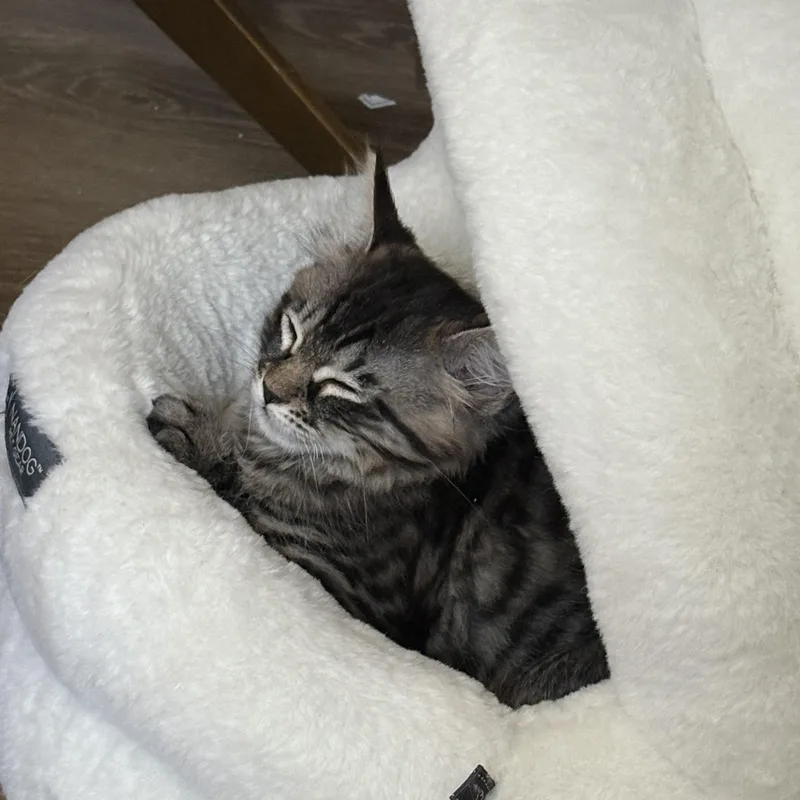 A baby medium-sized female Domestic Medium Hair cat named Eeny for adoption in Davis, CA