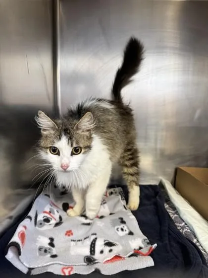 An adult small-sized female Domestic Medium Hair cat named Oatmeal for adoption in Roseville, CA