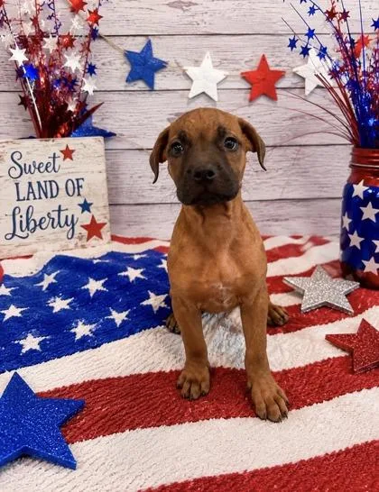 A baby large-sized female Mixed Breed dog named Liberty for adoption in Bloomsburg, PA
