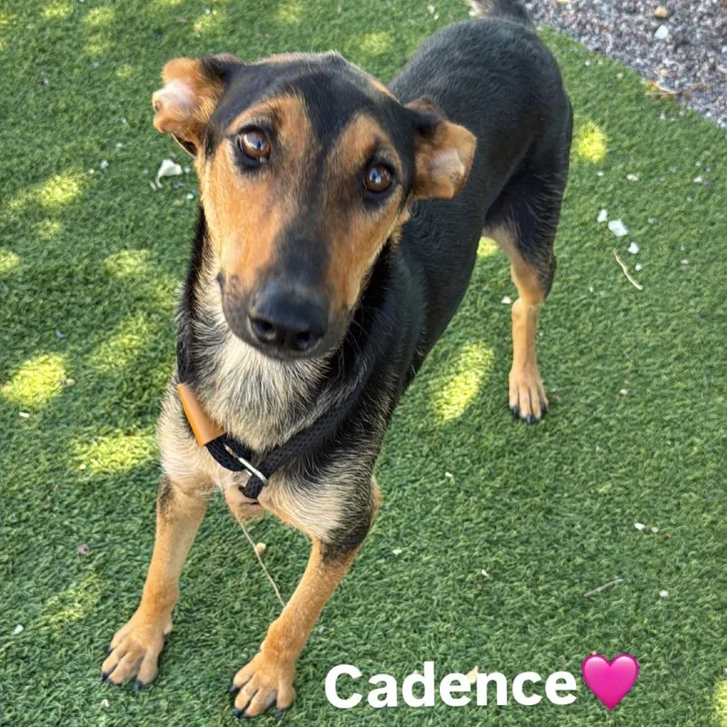 An adult medium-sized female Mixed Breed dog named Cadence for adoption in Mission Hills, CA