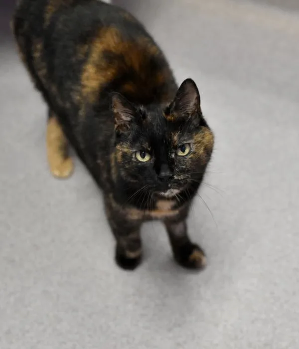A senior medium-sized female Tortoiseshell Domestic Short Hair cat named Pat The Cat for adoption in Marietta, GA