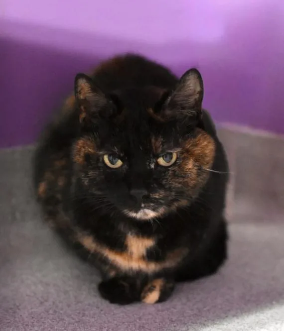 Pat The Cat thumbnail 2