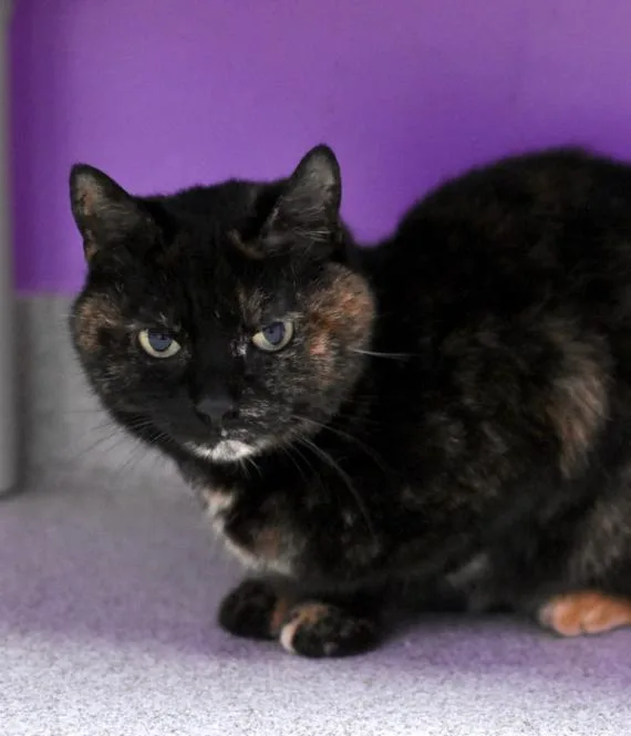 Pat The Cat thumbnail 3
