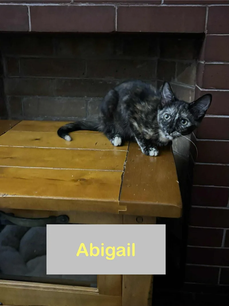 A young small-sized female Tortoiseshell Domestic Short Hair cat named Abigail of The Fantastic for adoption in Hawthorne, NJ
