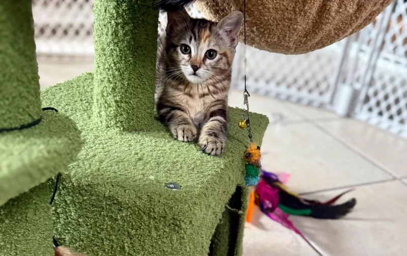 A baby small-sized female Domestic Short Hair cat named Misty for adoption in Thousand Oaks, CA