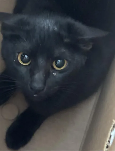 A young medium-sized female Domestic Short Hair cat named Eclipse for adoption in Dallas, TX