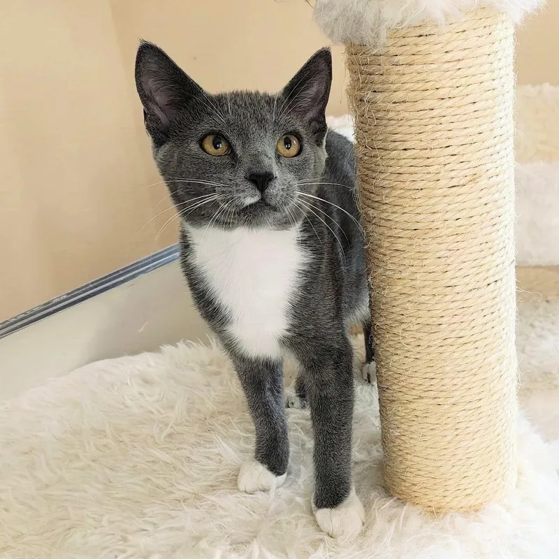 A baby small-sized female Gray & White Domestic Short Hair cat named Na'vi for adoption in Randolph, MA