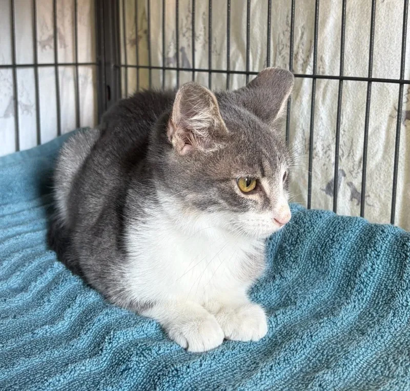 A baby medium-sized female Tabby (Gray / Blue / Silver) Domestic Short Hair cat named Avery for adoption in Clayton, NJ