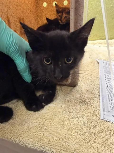 A baby small-sized male Domestic Short Hair cat named Rae for adoption in Riverside, CA