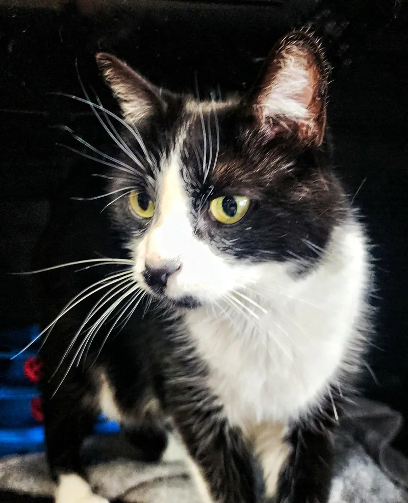 An adult medium-sized female Domestic Short Hair cat named Hope for adoption in Gettysburg, PA