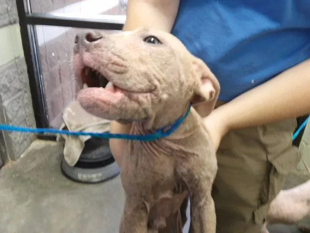 A baby small-sized male Pit Bull Terrier dog named Larry for adoption in Tulsa, OK